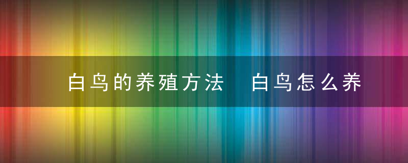 白鸟的养殖方法 白鸟怎么养护呢